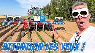 Miniature : Une révolution dans la culture des carottes ?! 🥕