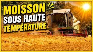 Miniature : Moisson sous 40 degré (attention aux incendie 😬)
