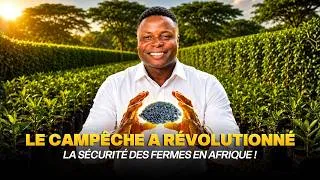 Miniature : Comment le campêche a révolutionné la sécurité des fermes en Afrique ! 🇧🇯🌍