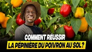 Miniature : Comment réussir sa pépinière de poivron au sol ? 