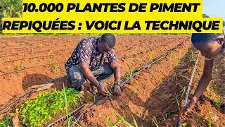 Miniature : FORMATION : COMMENT FAIRE LE REPIQUAGE DU PIMENT