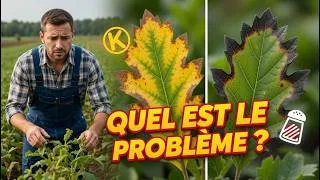 Miniature : DIFFERENCIER LA CARENCE EN POTASSIUM DE LA BRULURE SALINE CHEZ LES PLANTES
