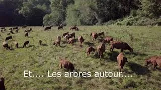 Miniature : Des vaches en pâturage tournant en fin d'été, différence de parcelles