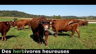 Miniature : save planet with grass feed beef, sauver la planète grâce aux vaches qui paturent