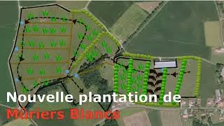 Miniature : pâturage tournant agroforestier. muriers pour l'agroforesterie