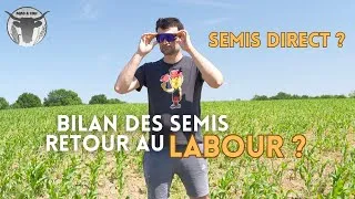 Miniature : Je repasse au travail du sol ? Bilan du semis direct sur mes parcelles
