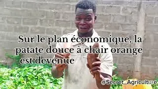 Miniature : Patate douce à chair orange : nutrition, rendement et opportunités agricoles au Bénin et en AFRIQUE 