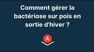 Miniature : Bactériose sur pois en sortie d'hiver, que faire ? @agroleague