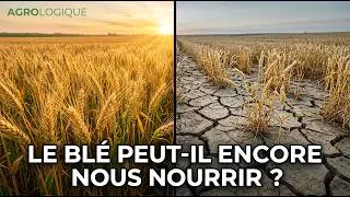 Miniature : Pourquoi le blé n'arrive plus à nourrir le monde (et ce que personne ne dit)