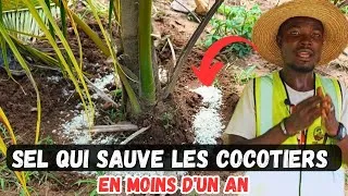 Miniature : Voici COMMENT et QUAND Fertiliser Vos cocotiers ? ❓❓❓ 