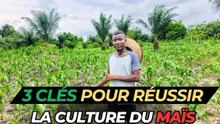 Miniature : VOICI Le Nouveau Système Pour Rentabiliser  Le MAÏS 