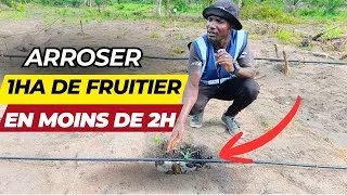Miniature : Voici Un Système d'Irrigation Adapté à Vos Fruitiers en Afrique en 2026