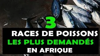 Miniature : PISCICULTURE: Voici les 03 Races ou espèces de poissons les plus consommés en Afrique [Elevage]