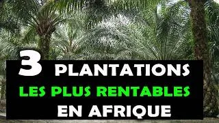 Miniature : Les 03 types de plantations agricoles long-terme les plus rentables à cultiver en Afrique