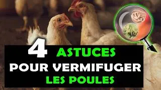 Miniature : VOLAILLE: 4 Astuces pour traiter les poules contre les parasites et les garder en bonne santé