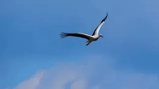 Miniature : Les Étonnantes Migrations Animales