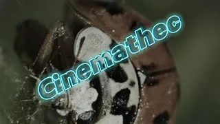 Miniature : la Chaîne Alimentaire #nature #viral #video #videoyoutube #attitude