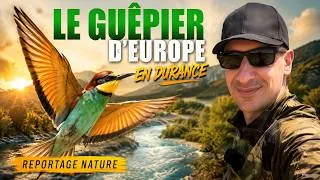 Miniature : Découvrez le Roi des Oiseaux Colorés en France