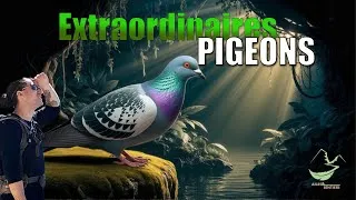 Miniature : Les Pigeons : Ces Oiseaux MÉCONNUS qui vont vous ÉTONNER !