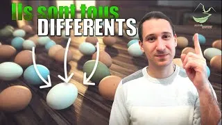 Miniature : Pourquoi les œufs d'oiseaux sont-ils si différents ?