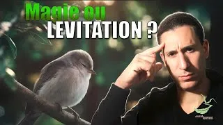 Miniature : Ils DORMENT EN LÉVITATION ? Le SECRET des oiseaux enfin révélé !
