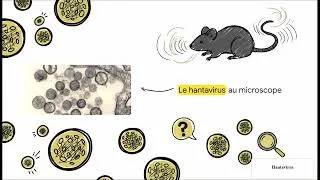 Miniature : Hantavirus : Transmission, Symptômes et Prévention Explained: Transmission, Symptoms & Prevention