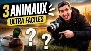 Miniature : 3 animaux ULTRA faciles pour débuter la photo animalière (et progresser vite)