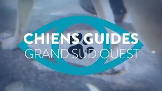 Miniature : L'Association Chiens Guides d'Aveugles du Grand Sud-Ouest
