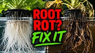 Miniature : Hydroponics: Why Your Roots Are Rotting (And How to Fix It)