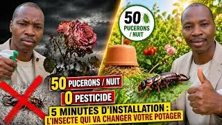 Miniature : 50 pucerons par nuit, 0 pesticide, 5 minutes d’installation : l’insecte qui  change votre potager