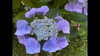 Miniature : Le Jardin de Mina - 🌸 Un voyage au cœur des couleurs de l'été