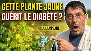 Miniature : Cette plante jaune guérit le diabète | Comment l'identifier !
