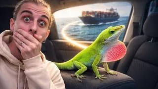 Miniature : Cette ANOLIS a traversé l'ATLANTIQUE dans une VOITURE et fini chez moi ! [ALBAN - INSTINCT D'ABORD]