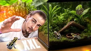 Miniature : Je fais un TERRARIUM XXL pour des RANITOMEYA, des GRENOUILLES EMPOISONNÉES!🐸REDIFFUSION LIVE