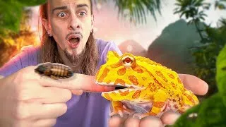 Miniature : Le TUTO ULTIME pour ÉLEVER une CERATOPHRYS CRANWELLI ! [ MES BESTIOLES D'ABORD ]