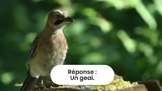 Miniature : Blind test sur les animaux qui volent