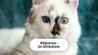 Miniature : Blind test sur les animaux qui commencent par k