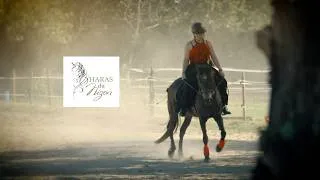 Miniature : HARAS DU NIZON - CLIP ÉVÈNEMENTIEL