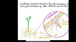 Miniature : EXTRAITS LES MYCORHYSES