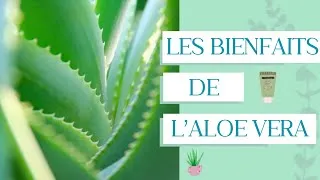 Miniature : LES SECRETS DE L’ALOE VERA : découvrez les incroyables bienfaits pour votre peau et votre santé !