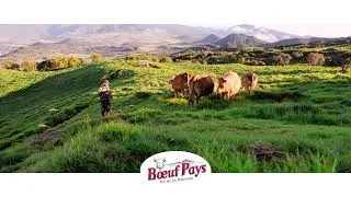 Miniature : Billboard Boeuf Pays