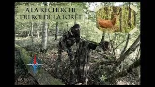 Miniature : A la recherche du roi de la forêt