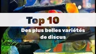Miniature : Top 10 des plus belles variétés de Discus!