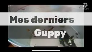 Miniature : Mes derniers Guppy!