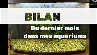 Miniature : BILAN du dernier mois dans mes aquariums!