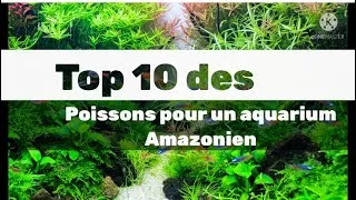 Miniature : Top 10 des poissons pour un aquarium amazonien!