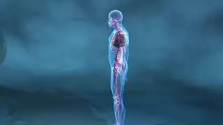 Miniature : ANATOMIE PHYSIOLOGIE :LA FONCTION CARDIO-VASCULAIRE 