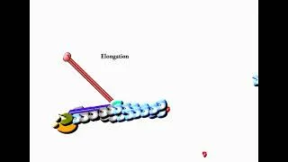 Miniature : Coordination of dynactin and Arp2/3 by the WASH complex