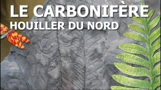 Miniature : Le Carbonifère houiller du Nord et sa flore fossile