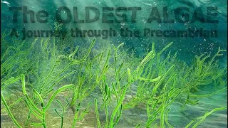 Miniature : THE OLDEST ALGAE  - A Journey through the Precambrian